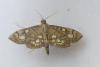 Anania stachydalis